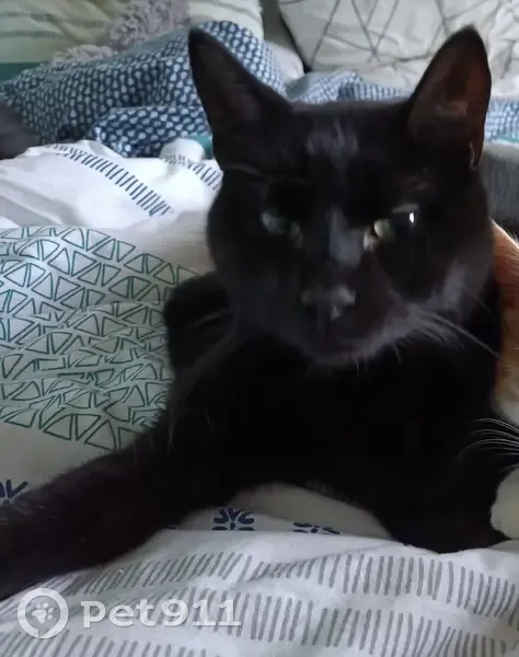 Chat noir sourd perdu - Évron - photo
