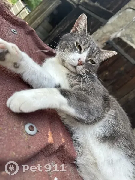 Avis de recherche: chat gris-blanc - photo