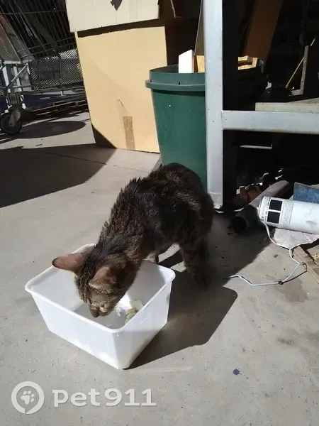 Chatte tigrée trouvée à Montpellier - photo