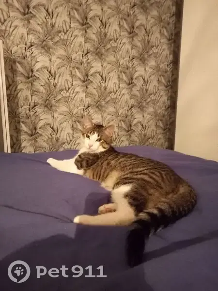 Chat tigré perdu à Marpiré - photo