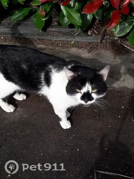 Chat noir/blanc perdu - Mondeville - photo