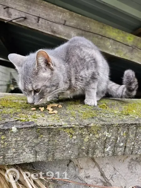 Chatte grise trouvée à Bonnières - photo