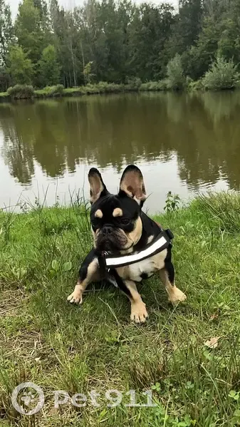 Alerte: Bouledogue Français Perdu - photo