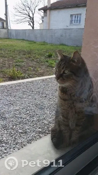 Chat tigré affectueux trouvé à Lezoux - photo