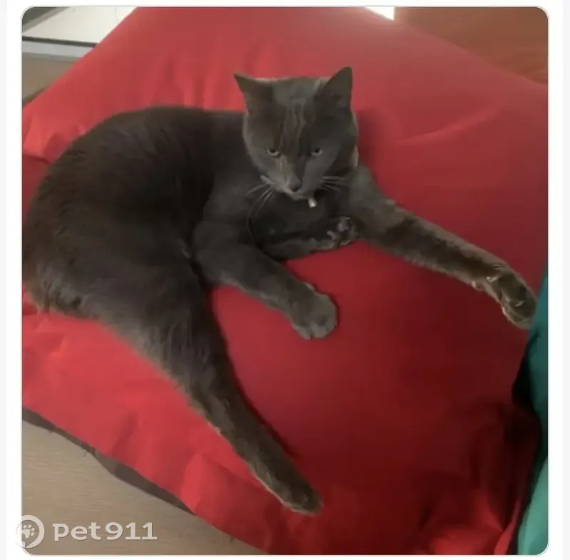 Chat Gris Perdu à Choisy, 10 ans - photo