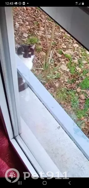 Chatte Minie perdue à Paris - photo