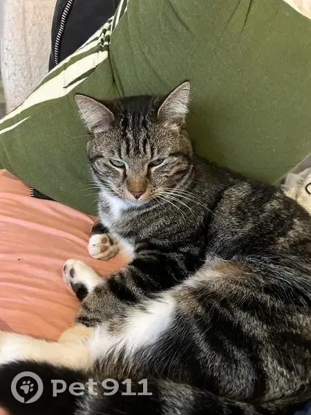 Chat errant trouvé à Nice Ouest - photo
