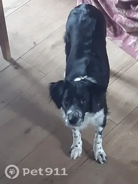Nina, chienne perdue, récompense - photo