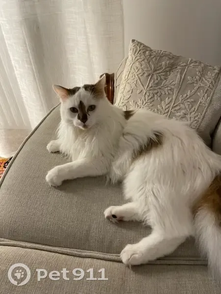 Chat blanc/marron perdu à Bordeaux - photo