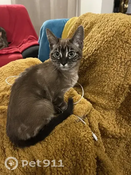 Chaton siamois trouvé à Hermival - photo
