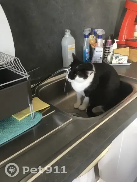 Chat noir et blanc perdu à Peret - photo