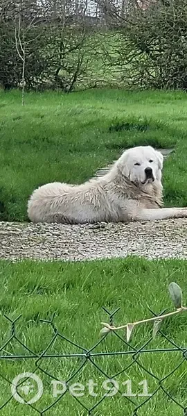 Chien perdu à Chéronvilliers - photo