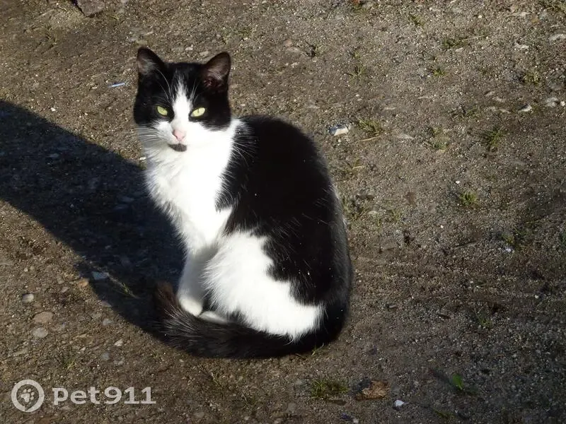 Chat noir et blanc perdu à Boiscommun - photo
