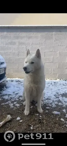 Alerte: Husky Nouna disparue - photo