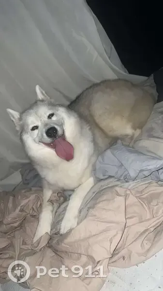 Husky blanc/gris trouvé à Roubaix - photo