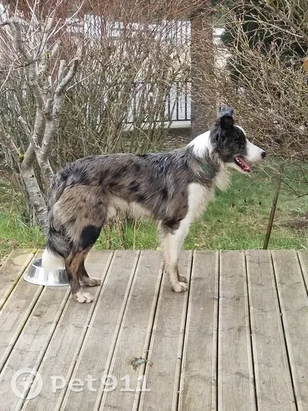 Chien joueur trouvé au Lac, Saint-Paulien - photo
