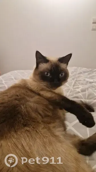 Avis de recherche : Chat Lune - photo