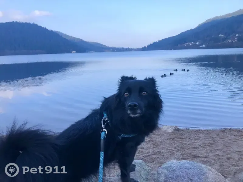 Petit chien noir perdu à Gérardmer - photo