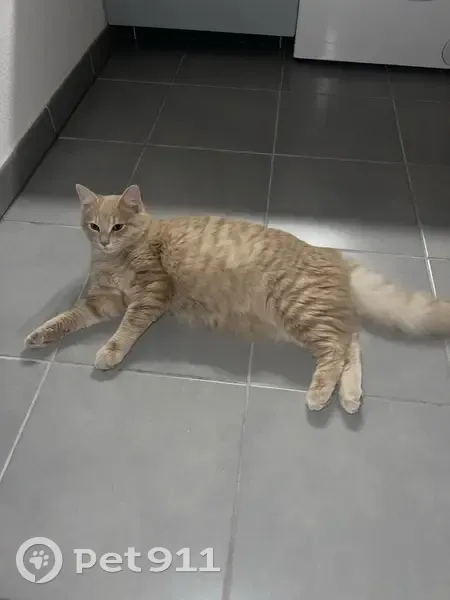 CHAT PERDU : Raïchu, Mâle Crème/Roux - photo