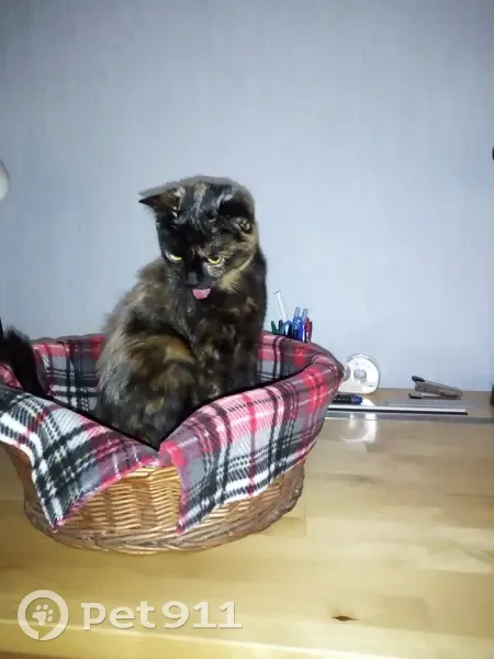Chatte écaille de tortue perdue - photo
