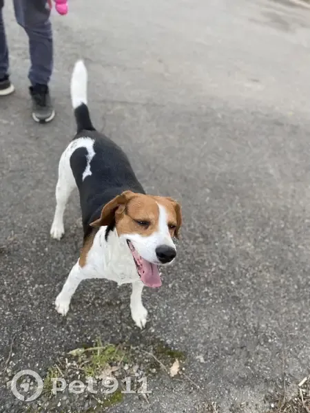 Beagle perdu suivi jusqu'à chez nous - photo