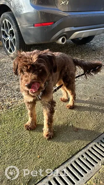 Chien griffon perdu à Ourville - photo