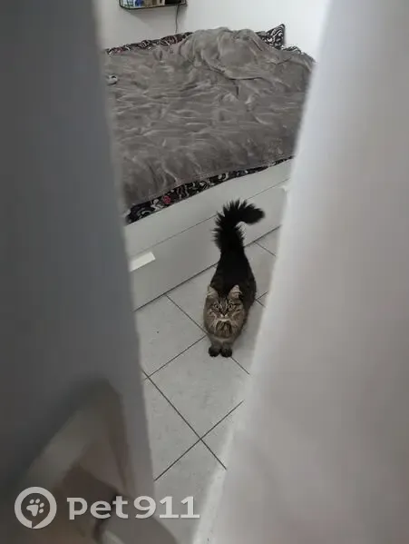 Chat tigré perdu à Nantes - photo