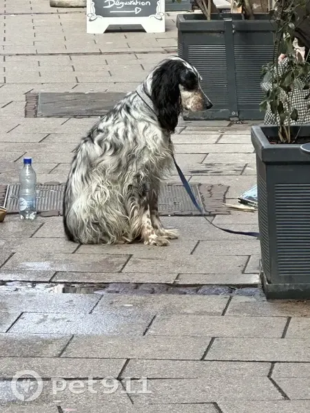 Chien noir et gris perdu - photo