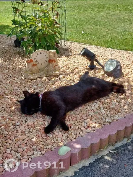 Chatte noire aveugle perdue - photo