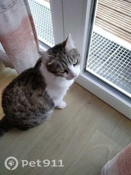 Chat Speedy disparu à Aigné - photo