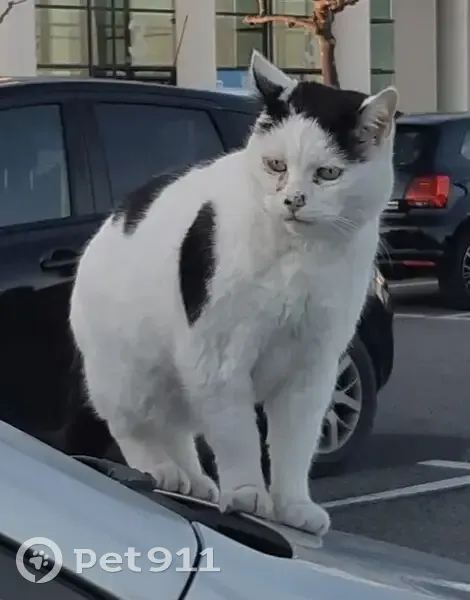 Chat blanc/noir perdu - Leclerc - photo