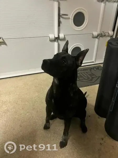 Chienne bringée trouvée à La Gouesnière - photo