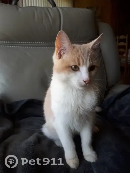Chaton roux et blanc trouvé - photo