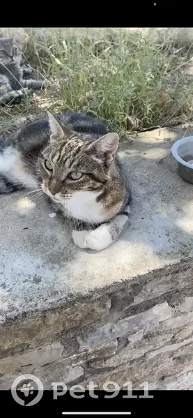 Chat perdu à Rocbaron 1 - photo