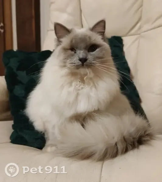 Chatte Ragdoll borgne perdue - photo