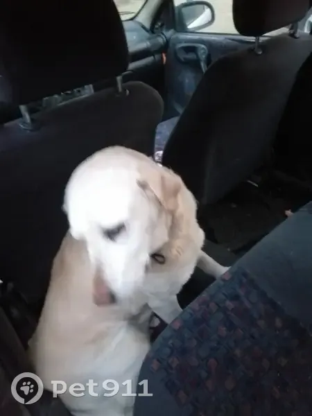 Labrador crème perdu à Paris - photo