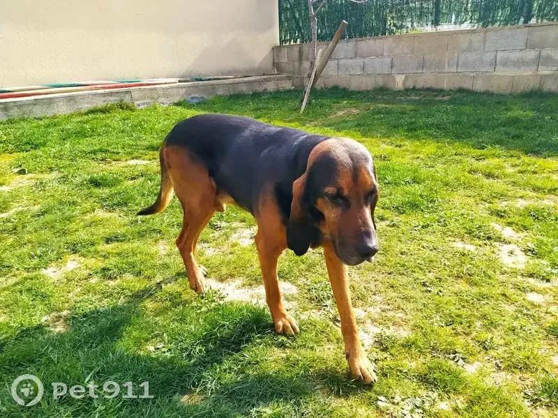 Bruno, Chien Noir Perdu à Serpaize - photo