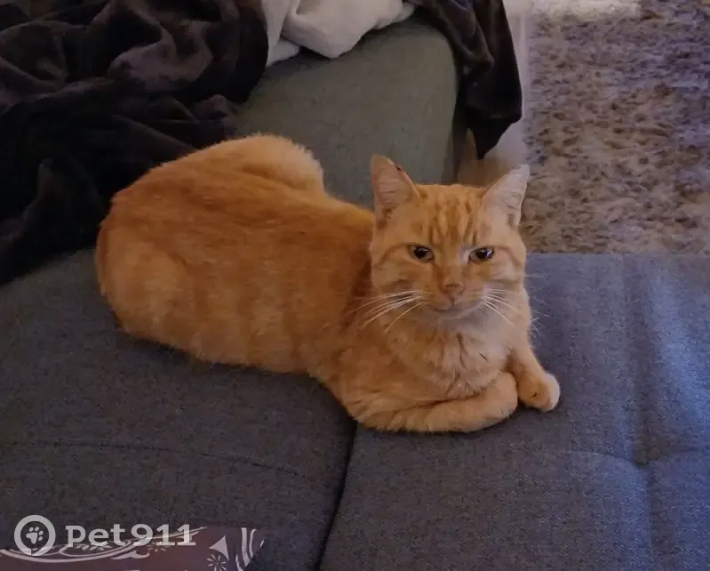 Chat roux perdu à Besne - photo