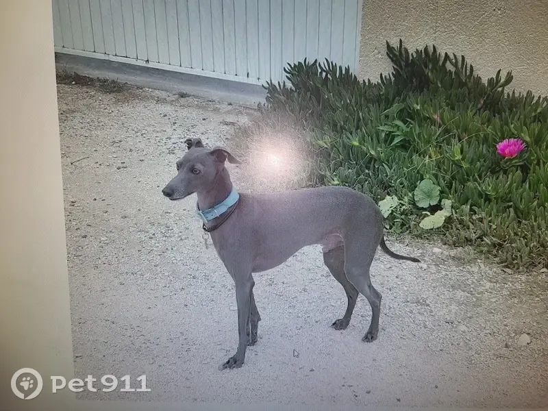Chien lévrier gris perdu - 08/03 - photo