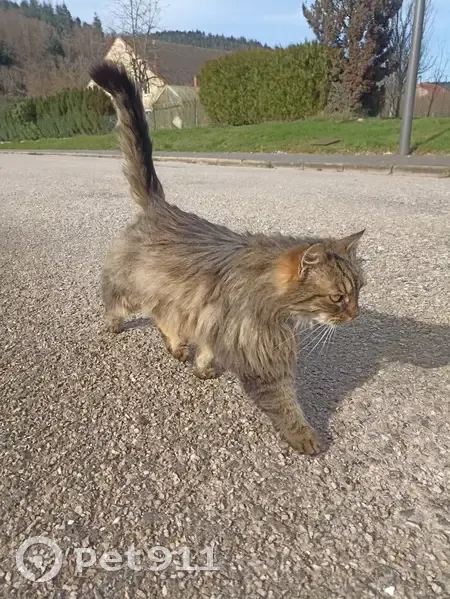 Chat errant amaigri et blessé - photo