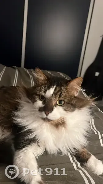 Chat croisé Maine Coon perdu - photo