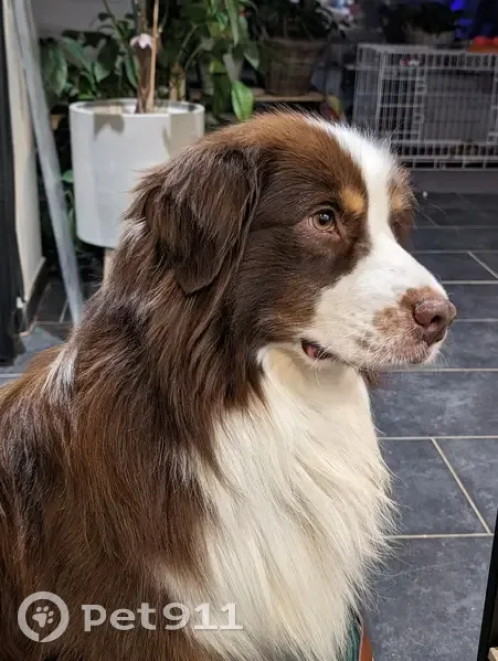 Chien Berger Disparu à Frangy - photo
