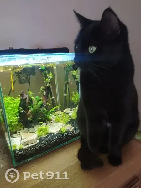 Chat perdu: Ventre tacheté, Thouarsais - photo