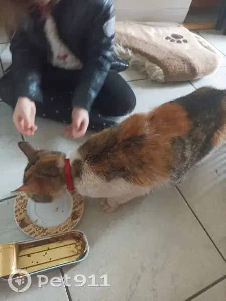 Chatte maigre trouvée à Bellevigny - photo