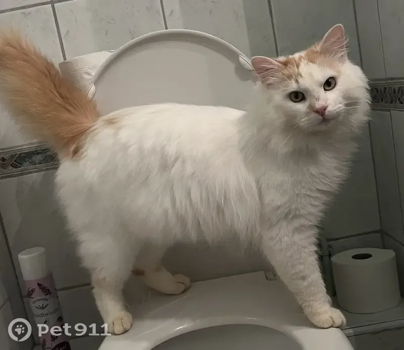 Angora Turc Blanc/Roux Perdu - photo