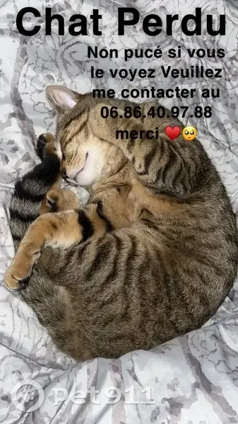 Chat non castré perdu à Igny - photo