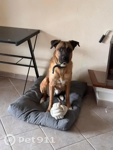 Avis de recherche: chien Sôma - photo