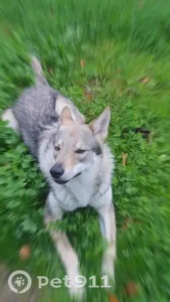 Chien loup perdu - Colomiers - photo
