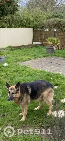 Rex, chien âgé perdu à Tinténiac - photo