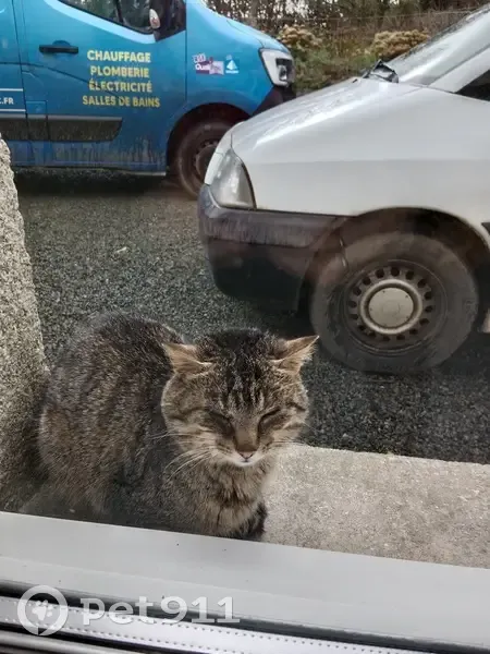 Chatte tigrée affamée trouvée - photo